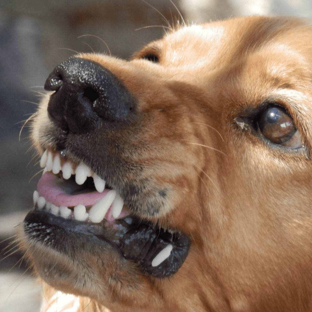 A dog bares its teeth, which is a common dog bite warning sign.